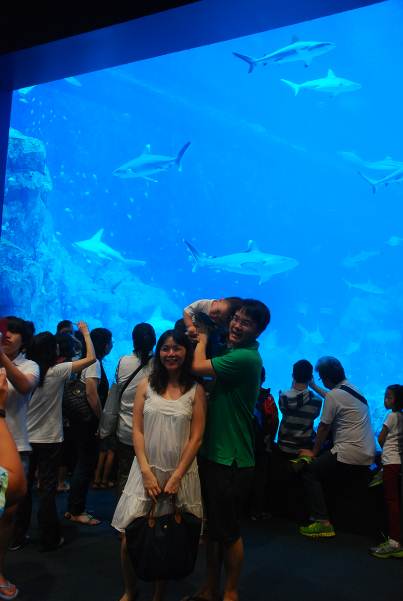 Shark Sea at S.E.A. Aquarium