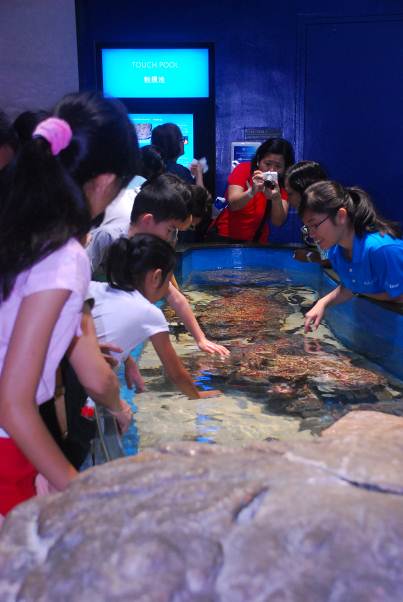 Touch Pool at S.E.A. Aquarium