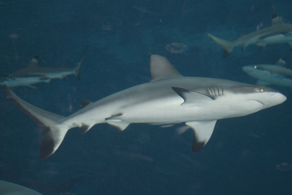 camouflage-grey-reef-shark