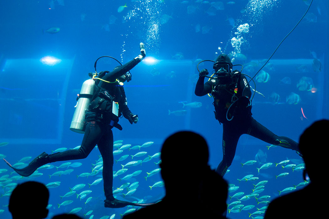 Guests watch and hear our Divers at the Open Ocean Gallery.
