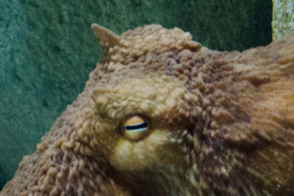 Octopus eye