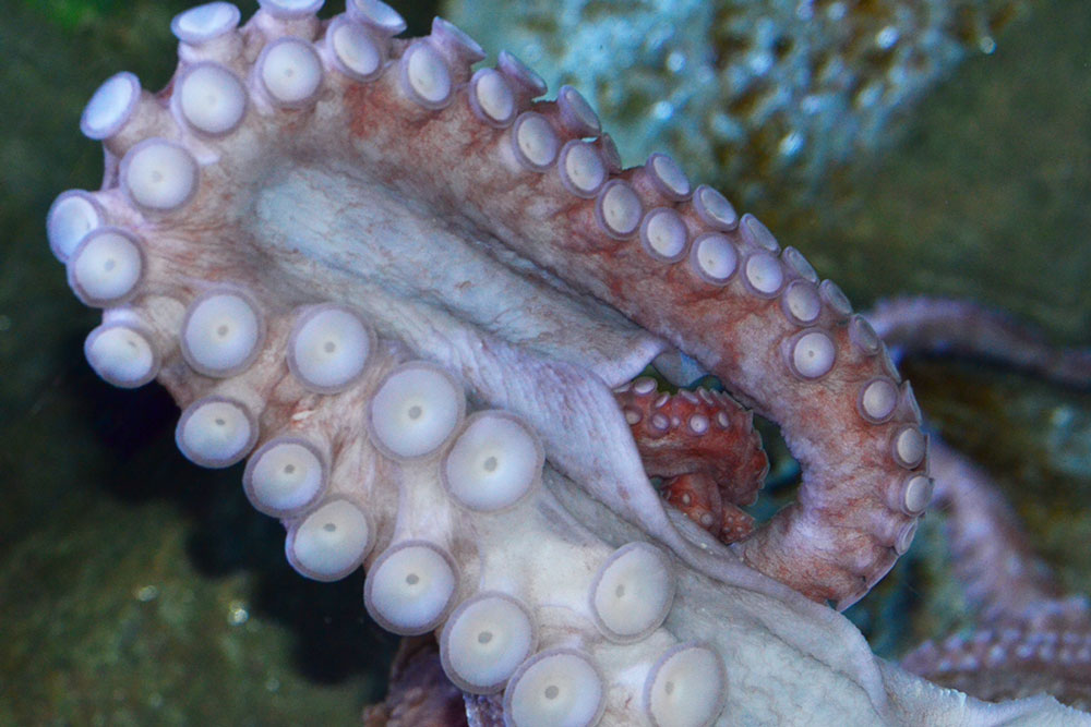 Octopus tentacles