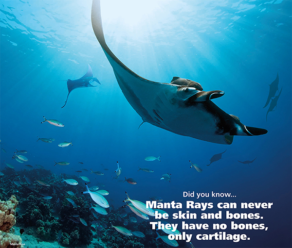 Manta 1