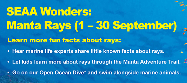 manta ray activities