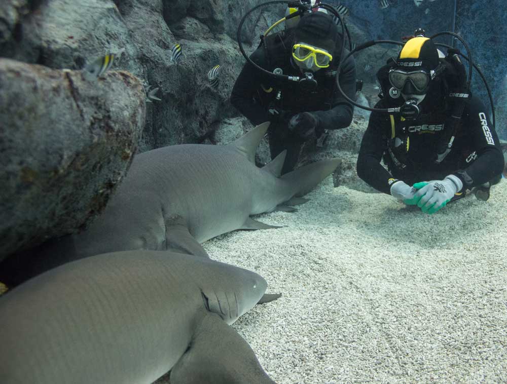 Tawny Nurse Sharks spend the majority of the day resting on the seafloor using buccal pumping to move water over their gills.