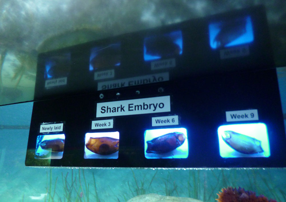 shark-embryo