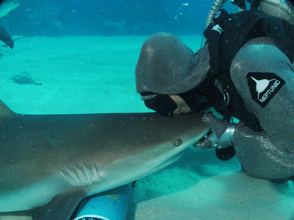 August is Shark Month at S.E.A. Aquarium
