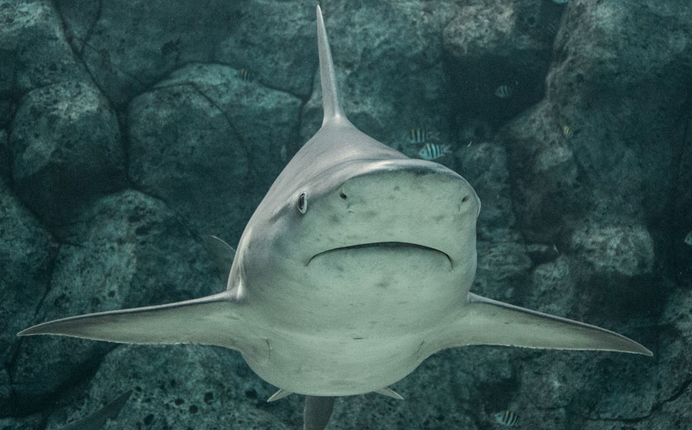 Welcome to Shark Month at S.E.A. Aquarium