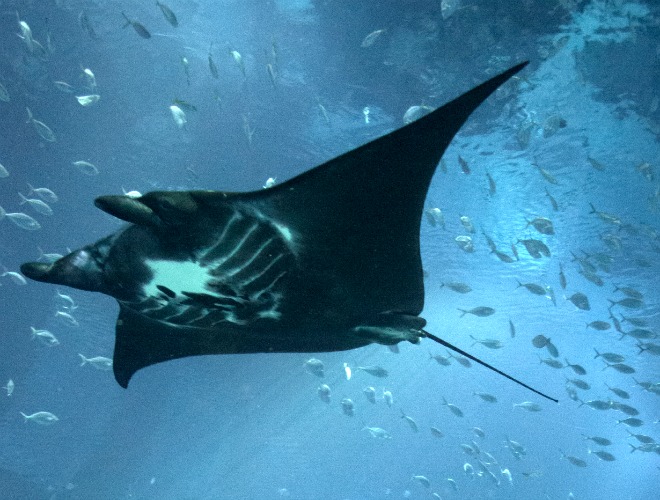 Manta Ray
