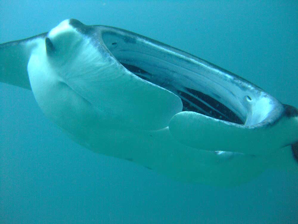 Manta Feeding with gill rakers