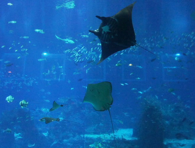Manta Ray at Open Ocean Habitat