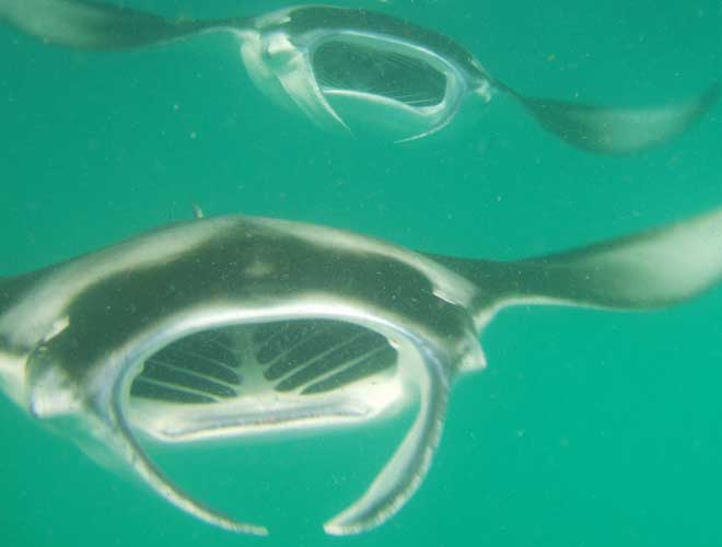 Manta Ray feeding column