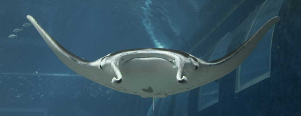 Manta Ray at S.E.A. Aquarium