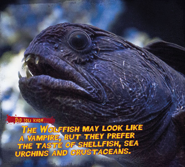 Spooky Seas wolffish