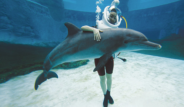 DolphinTrek