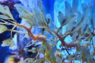 Male sea dragon