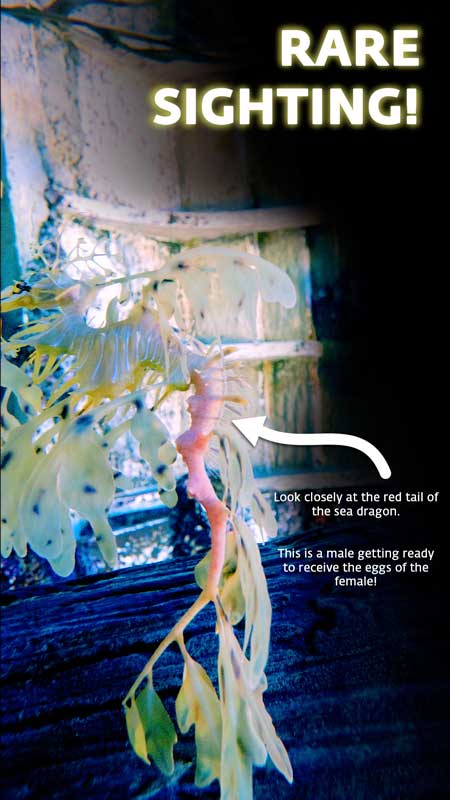 Male sea dragon S.E.A. Aquarium
