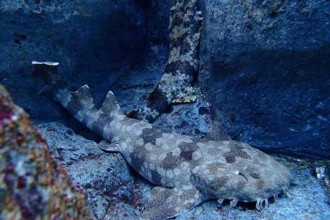 Wobbegong sharks are camouflaged to their environment which helps them hunt for prey.