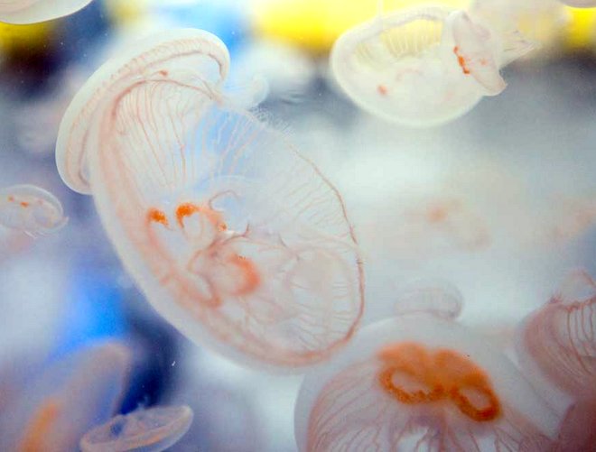 moon-sea-jelly-featured