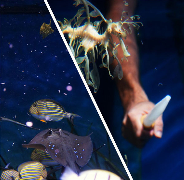 Feeding at S.E.A. Aquarium