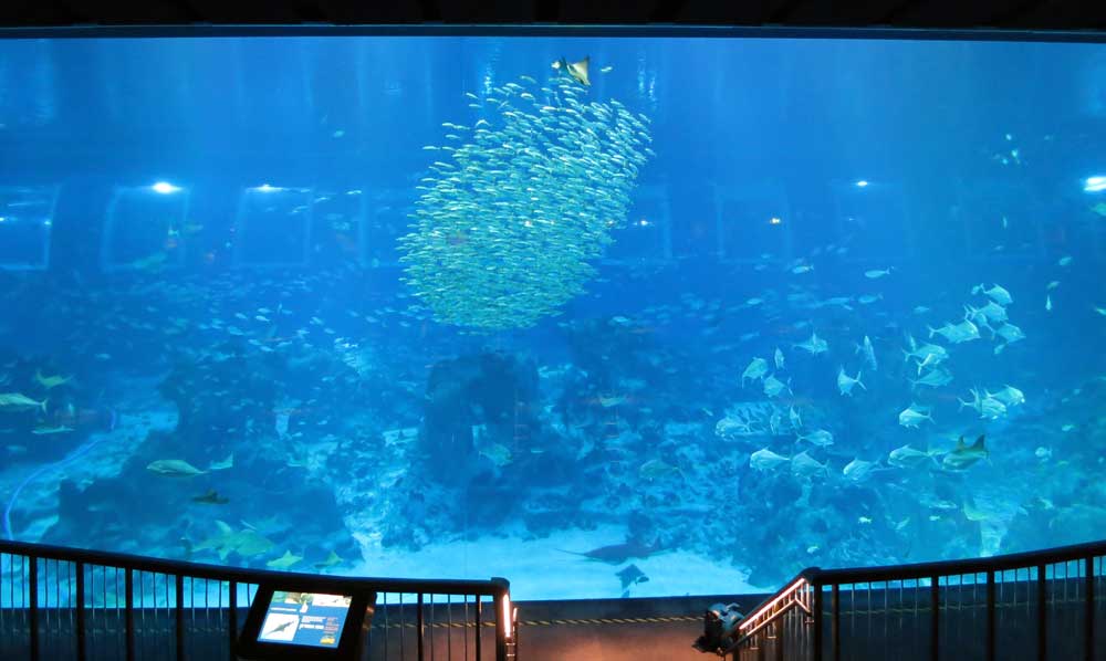 Schooling fish at S.E.A. Aquarium Open Ocean Habitat