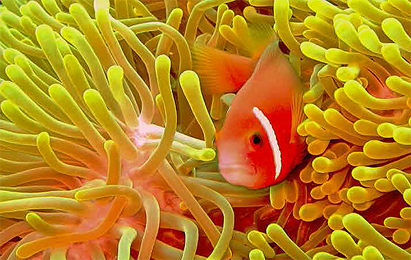 TeREEFic at S.E.A. Aquarium video