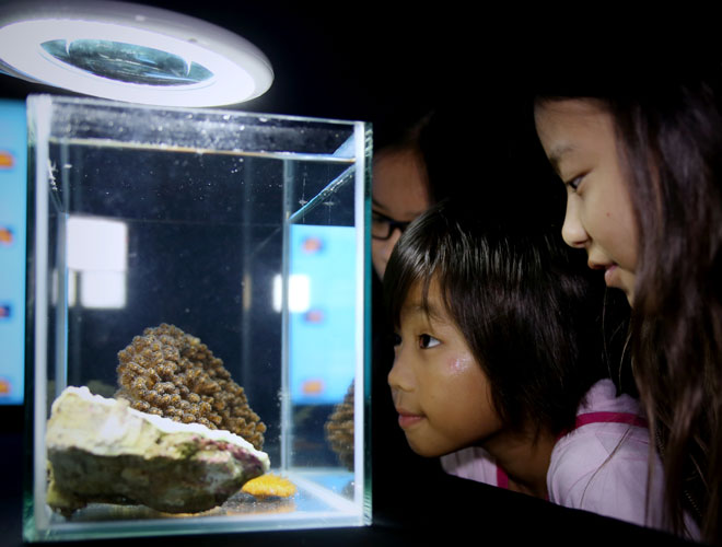 Reeftastic Mission at S.E.A. Aquarium