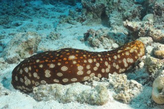leopardfish-sea-cucumber-featured