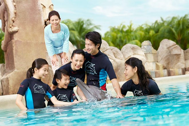 dolphin observer featured