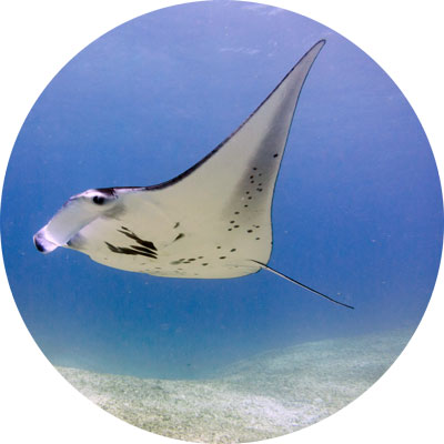 manta-mark-round-400