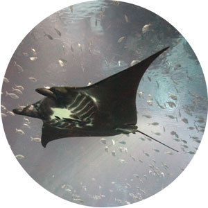 manta-round-300