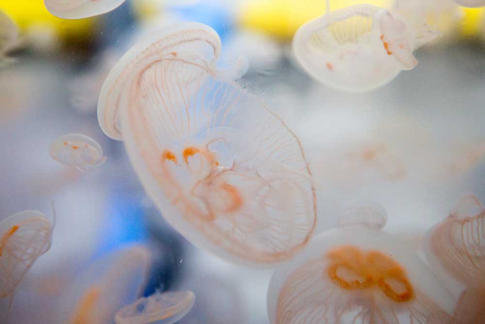 The moon sea jelly is translucent and can appear to change colour when feeding.