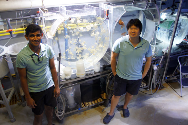 RWS career spotlight: Sea jelly aquarist