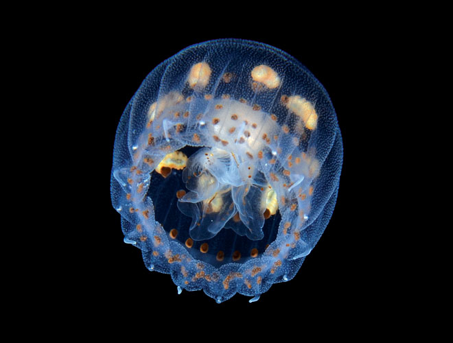 deep-sea-jelly-featured