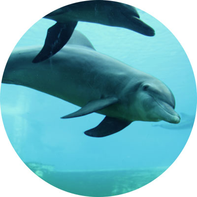 Resorts World Sentosa Dolphin conservation projects