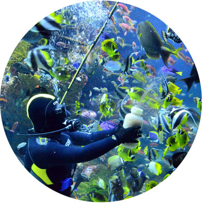 feeding-coral-garden-400