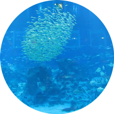 feeding-open-ocean--