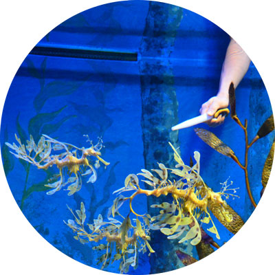 feeding-sea-grass-meadows-400