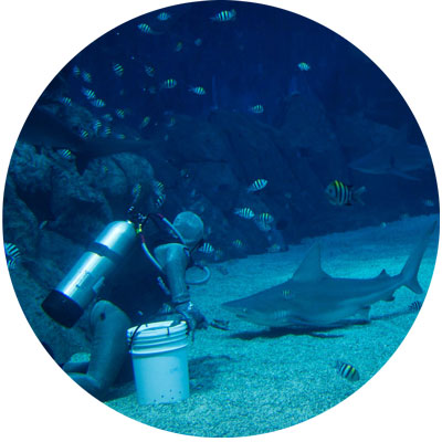 feeding-shark-seas