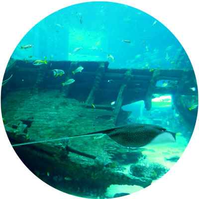 feeding-shipwreck-400