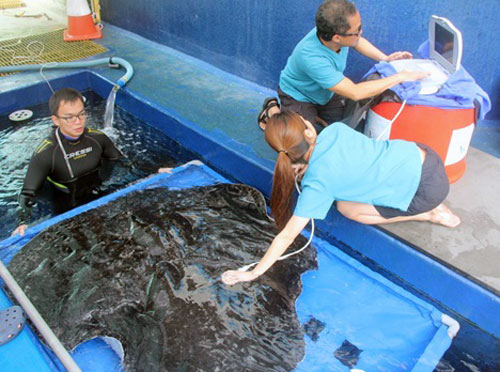 The Animal Health and Aquarist teams conducting an ultrasound on a female Black blotched fantail ray.