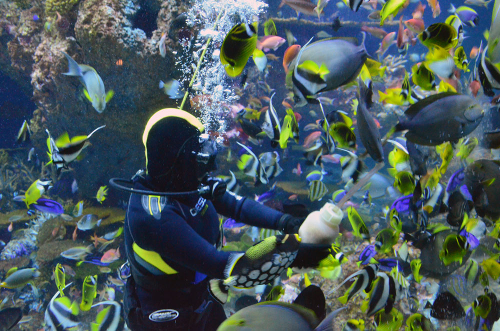Aquarist feeding sessions at S.E.A. Aquarium