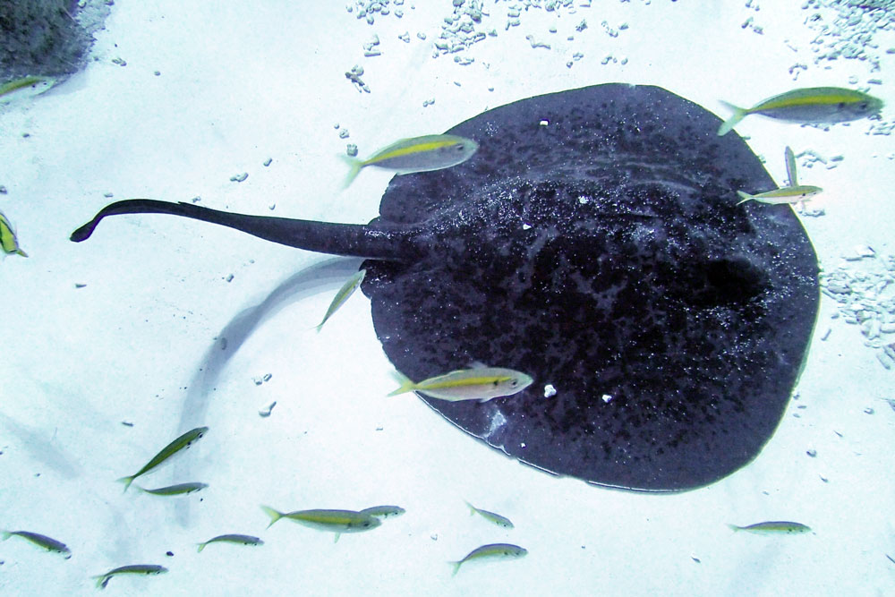 Adult Black blotched fantail ray resting in the Open Ocean Habitat.