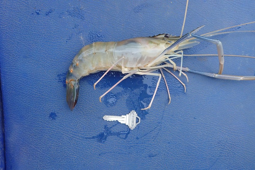 giant freshwater shrimp