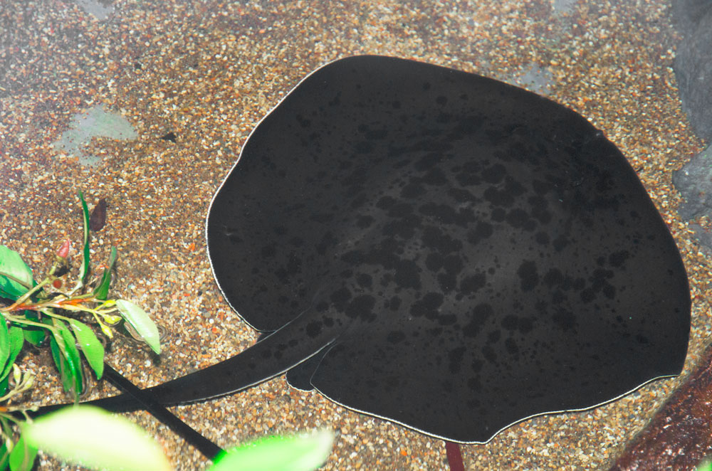 Juvenile Black blotched fantail rays have a prominent white lining around their circumference which fades as they get older.