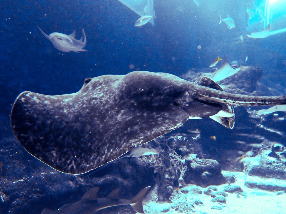 The hump shows that this is a pregnant female Black blotched fantail ray.
