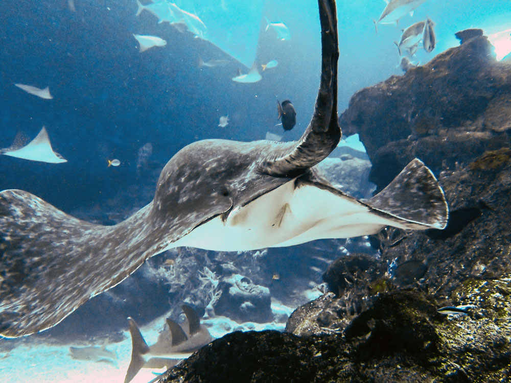 Pregnant female Black blotched fantail ray.