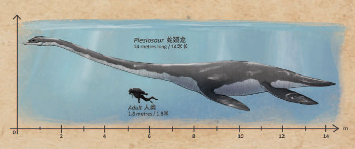 How long is the Plesiosaur?
