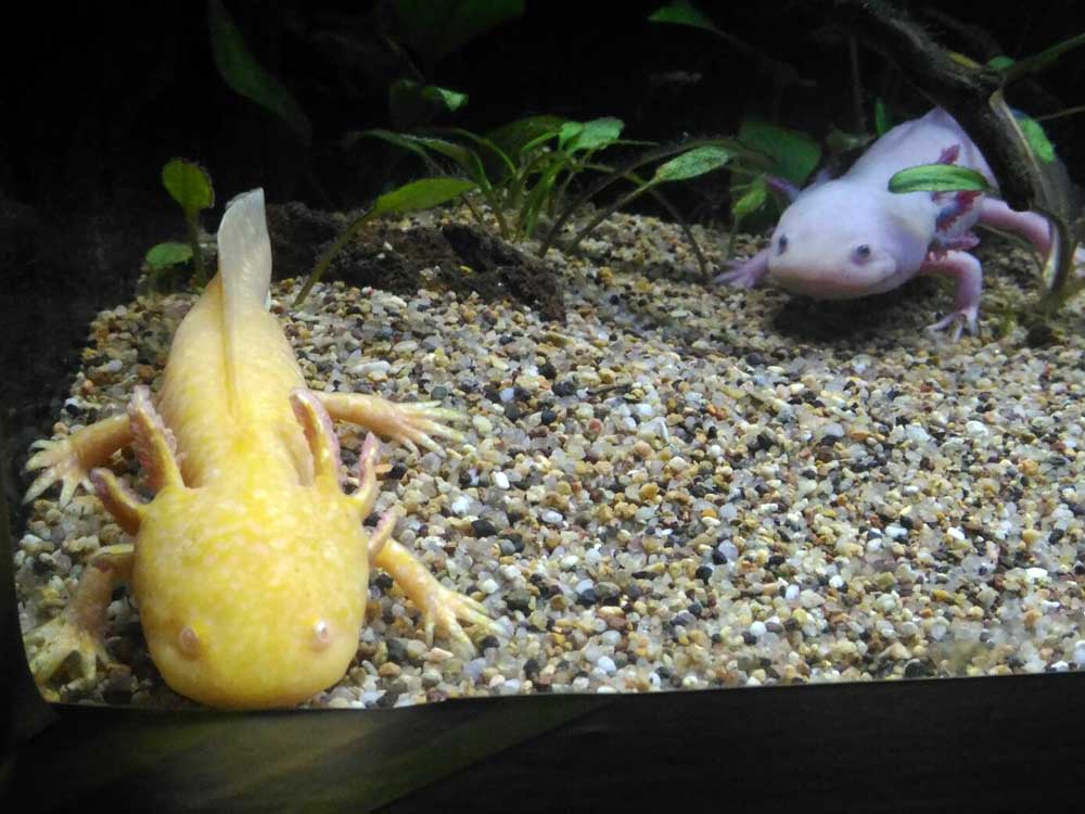 Axolotl at S.E.A. Aquarium