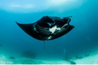 A manta in Indonesian waters. (Photo credit: Conservation International. © Shawn Heinrichs)
